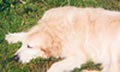 Golden Retriever Jigsaw Puzzle