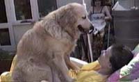 Tammy a full sized adult Golden Retriever sitting on me in a garden lounger