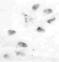 Tammy's Paw Prints